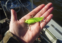 Someone holding a slab bait.