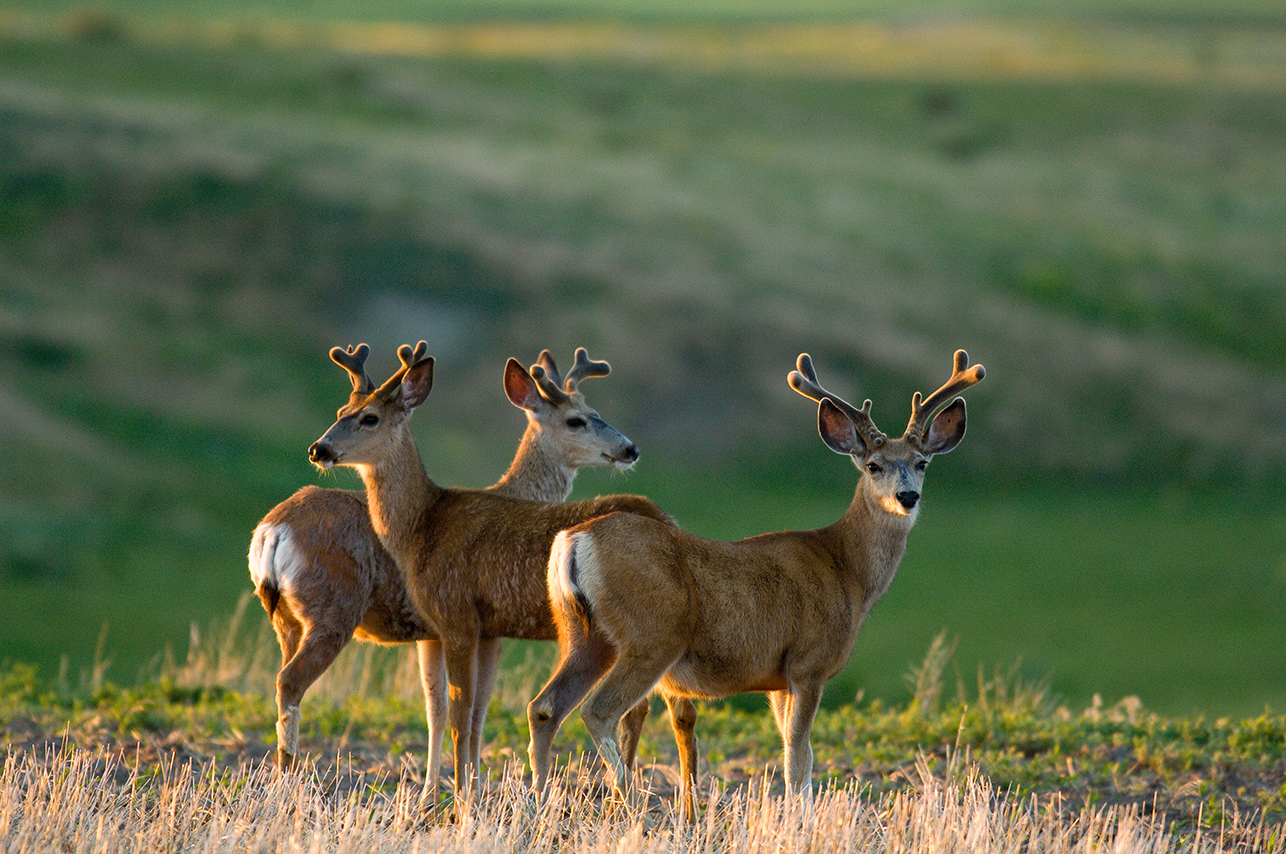 Three mule deer bucks with velvet-covered antlers