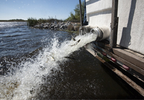 Fish in the process of being stocked