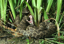 A rattlesnake shows its fangs