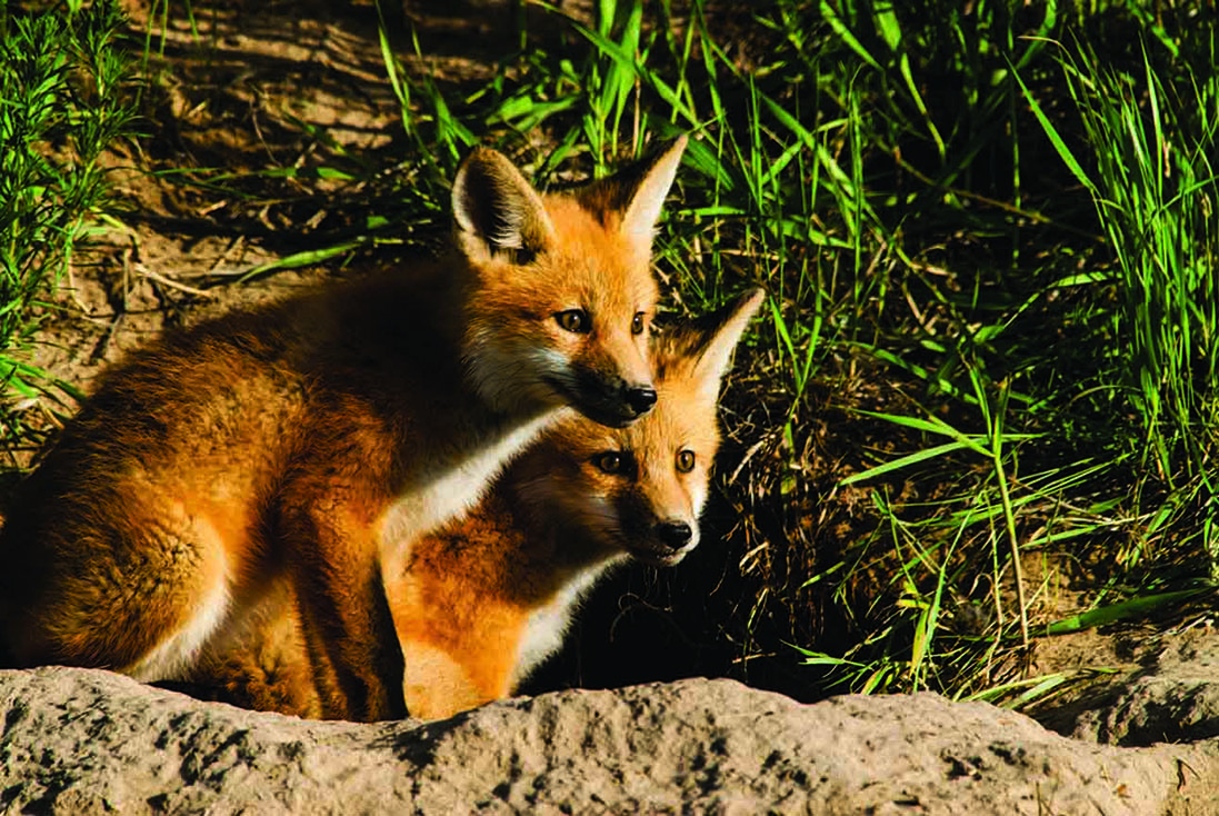 Two red fox cubs by their den
