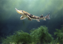 Lake sturgeon swimming underwater