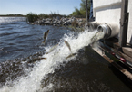 Fish being stocked