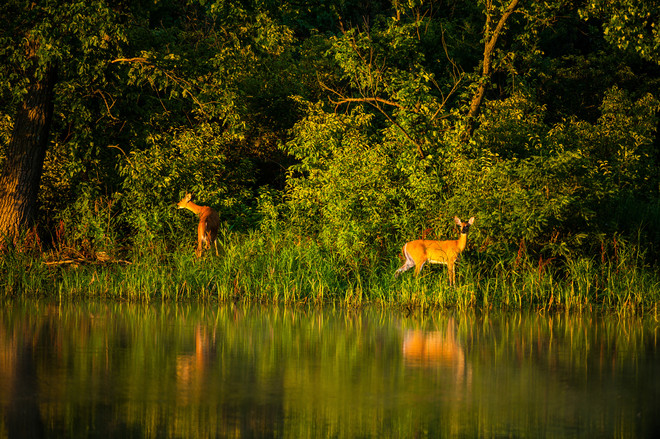 Two white-tailed deer standing by a lake, reflected in the water.