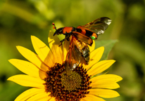 An American burying beetle on a flower