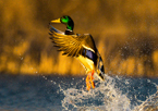 A mallard drake taking flight from the water