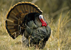 A strutting tom turkey