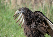 Closeup of the rare black vulture