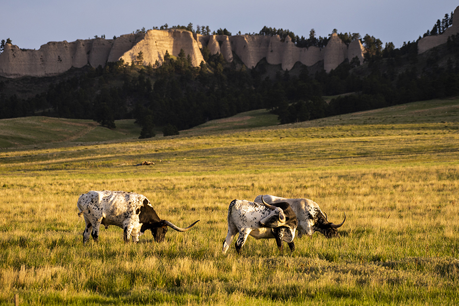 Three Texas longhorn cattle in a field with Red Cloud Buttes in background.