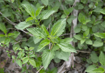 Stinging nettles, an edible plant