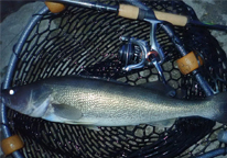 Walleye in a net