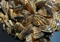 A cluster of zebra mussels