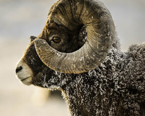 Closeup of bighorn ram