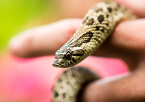 Someone holding a hognose snake