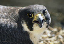 Closeup of a peregrine falcon