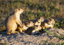 Family of prairie dogs at their burrow