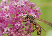 Paper wasp on a flower