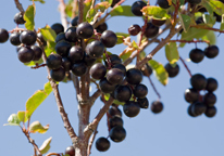 Closeup of chokecherries