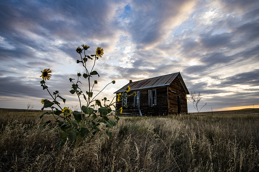 Sunflowers at dusk near abandoned schoolhouse in Oglala Grasslands