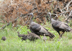 A brood of wild turkeys