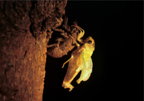 A cicada emerged from exoskeleton.