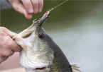 Largemouth bass caught on a top water lure