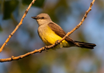 Western kingbird sitting on a branch