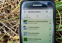 A phone displaying the iNaturalist app