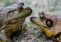 Closeup of two bullfrogs