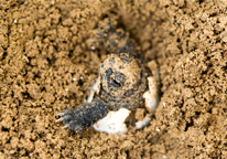 Baby snapping turtle emerging from its shell