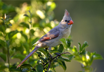 Female cardinal sitting in a bush