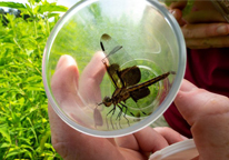 Dragonfly captured in a vial