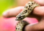 Someone holding a hognose snake