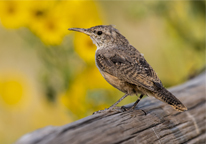 Rock wren on a log