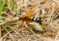 Cicada killer wasp dragging a cicada