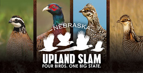 Graphic showing birds and Upland Slam logo