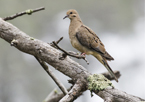 Mourning dove on a branch