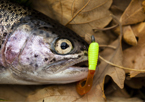 Rainbow trout on leaves