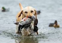 Hunting dog retrieving a mallard