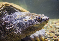 Closeup of Big Snap Daddy turtle at Schramm Education Center