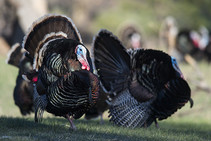 Turkeys in spring