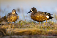 Drake and hen blue-winged teal