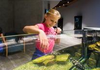 Girl dipping hand into touch tank at Schramm Education Center