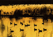 Silhouettes of ducks in marsh at sunset