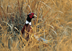 Rooster pheasant in a field