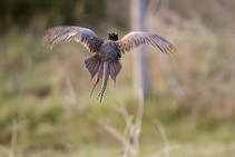 Pheasant flushing