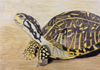 Drawing of a turtle