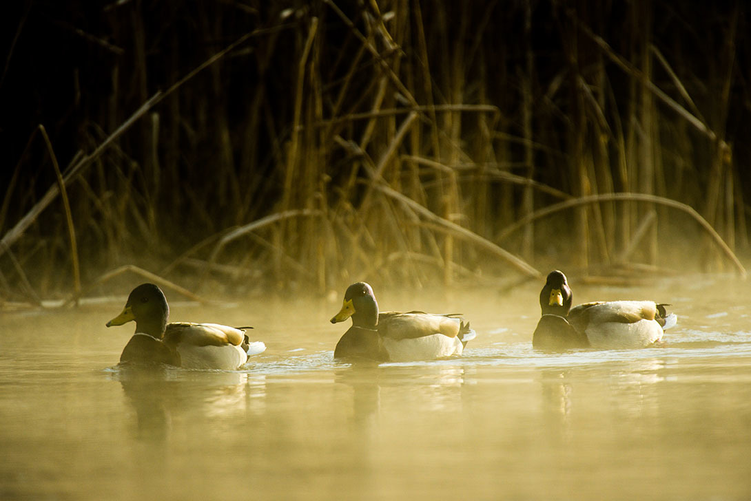 Row of three drake mallards gliding through foggy pond