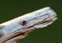 American dog tick on a piece of wood