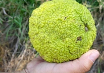 Someone holding the fruit of an Osage orange